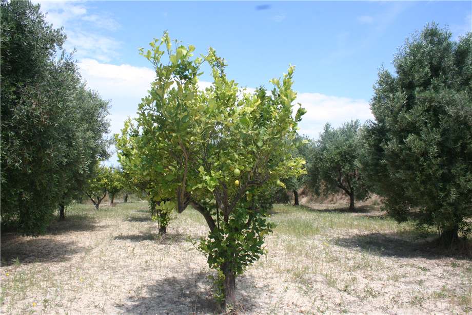 For sale Building Noto  #17S n.4