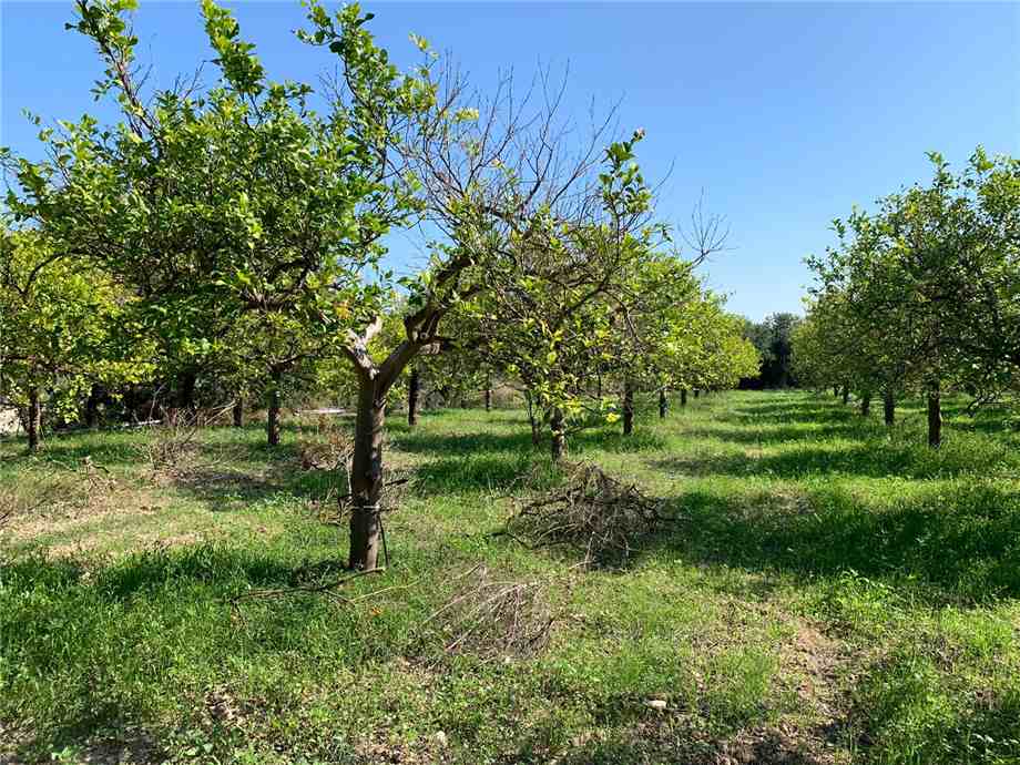 Venta Terreno Noto #18T n.6