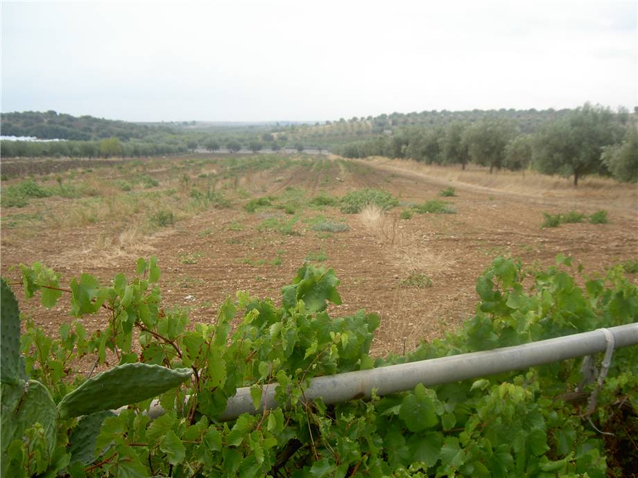 For sale Land Noto  #68T n.12