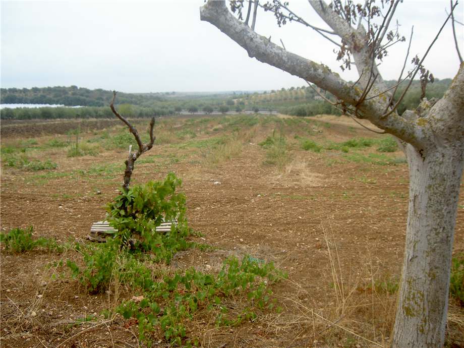 For sale Land Noto  #68T n.4
