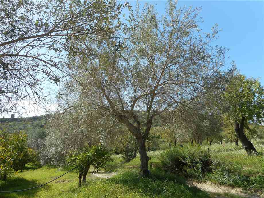 Venta Terreno Noto #1TA n.7
