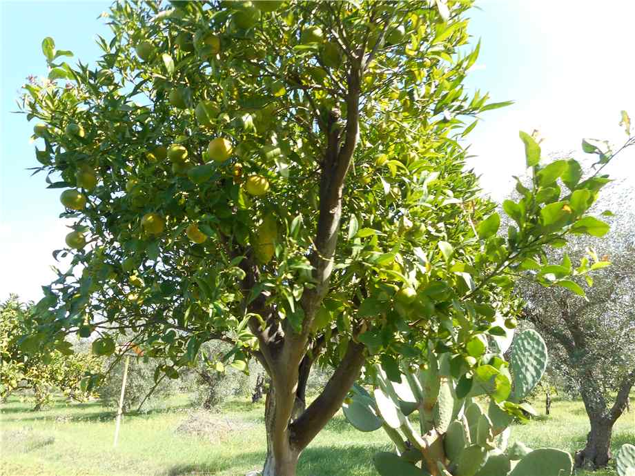 Venta Terreno Noto #1TA n.8