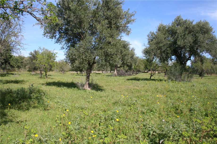 Venta Ruina Noto #46T n.6