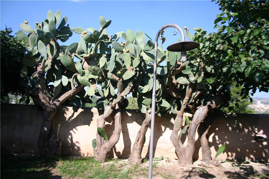 For sale Single-family Villa Noto #4V n.8