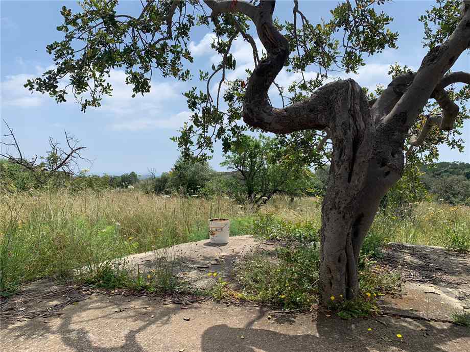 Verkauf Ruine Noto  #35T n.6