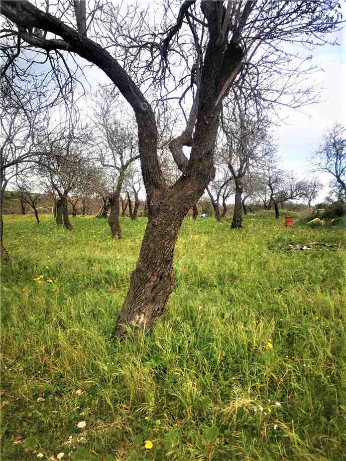 Venta Masseria Noto  #10T n.12