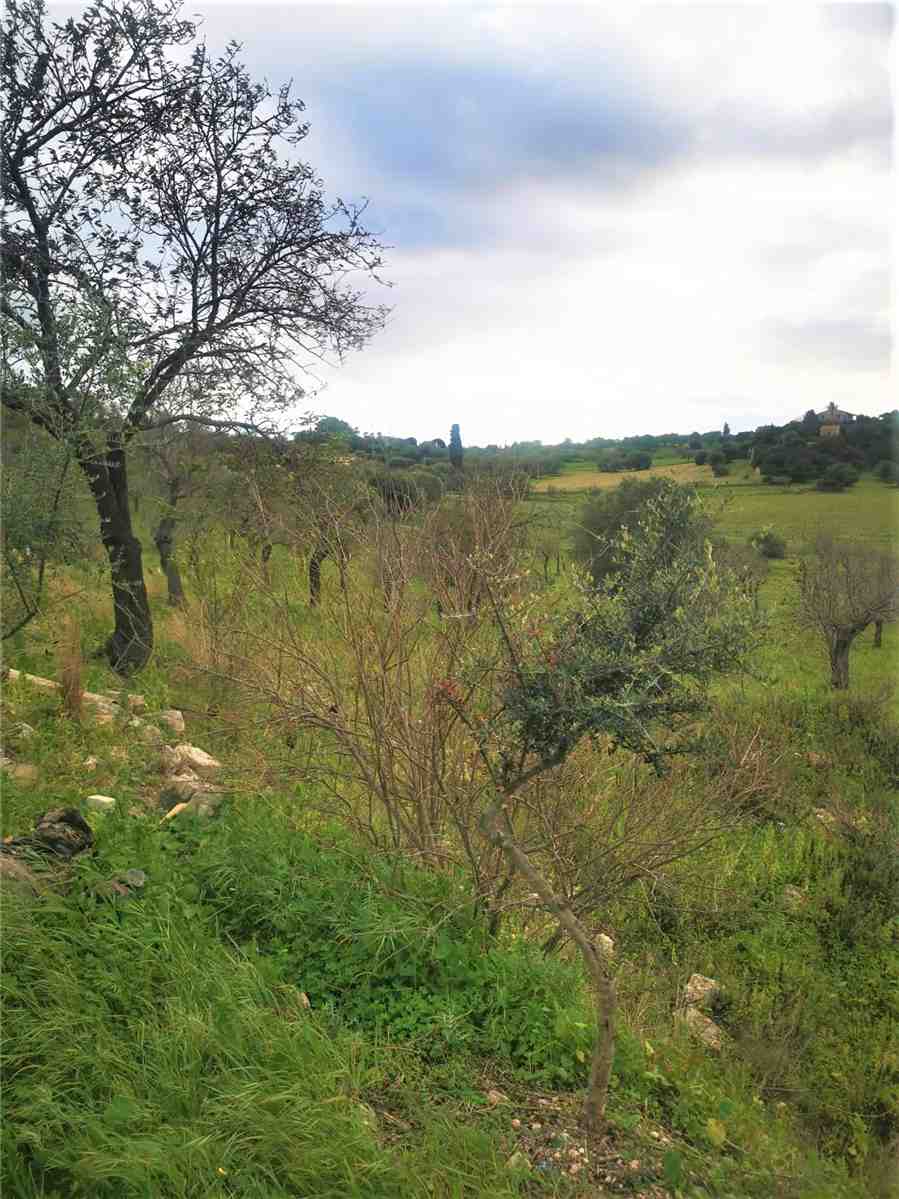 Venta Masseria Noto  #10T n.8