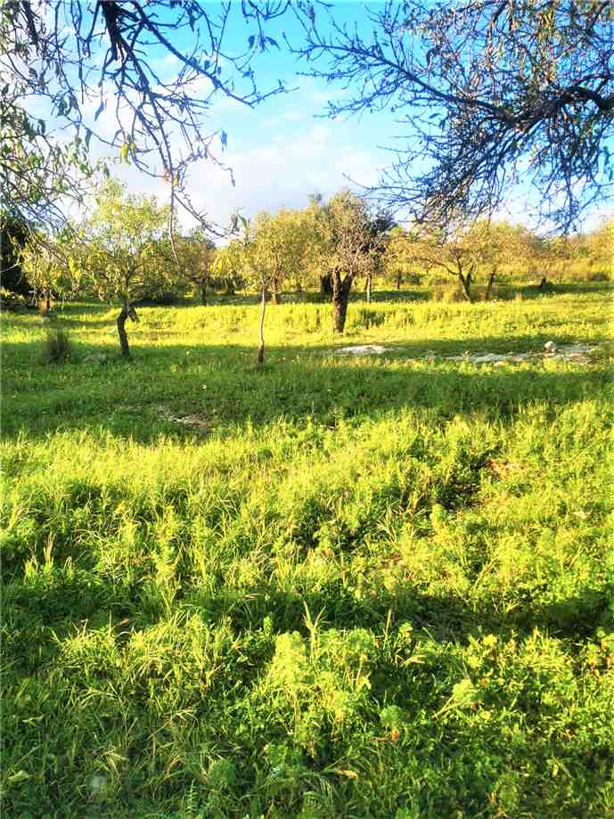 For sale Land Noto  #13T n.7