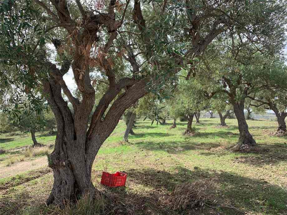 Venta Terreno Noto #27T n.11