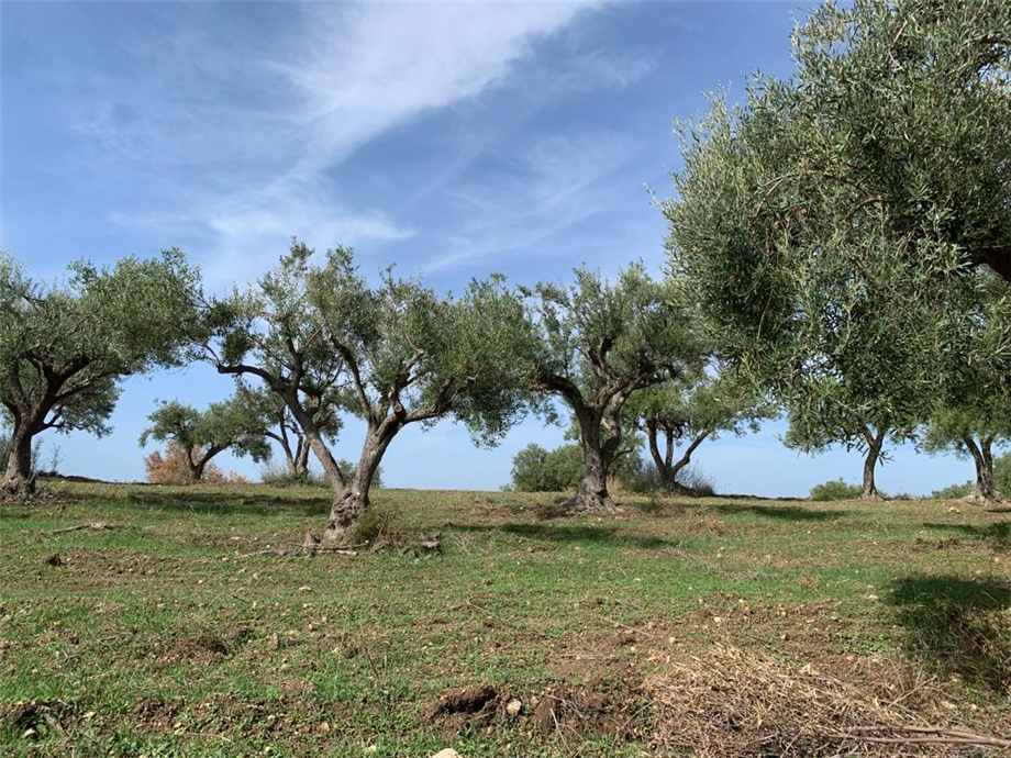 Venta Terreno Noto #27T n.12