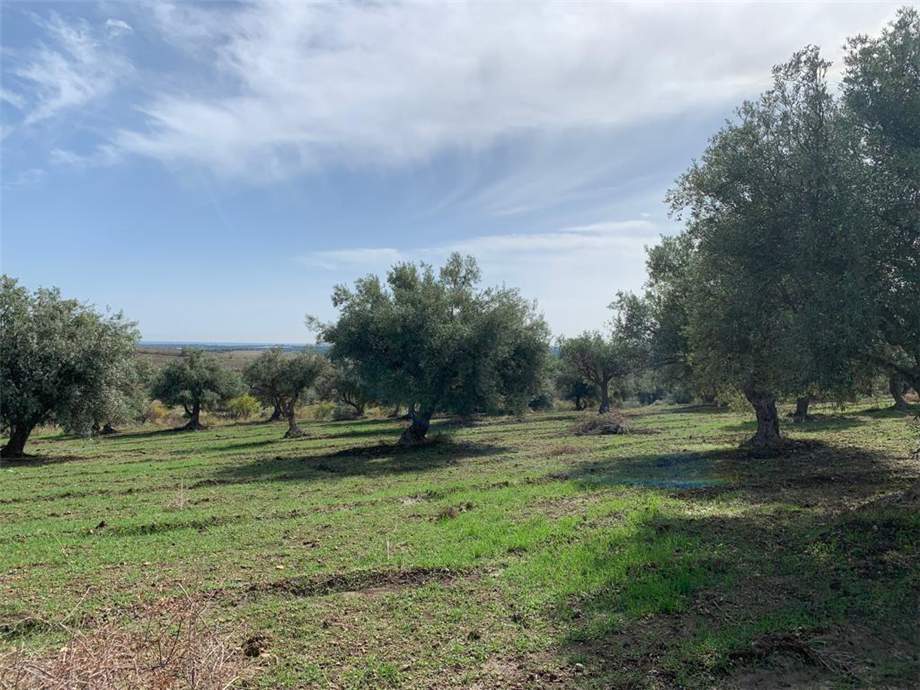 Venta Terreno Noto #27T n.13