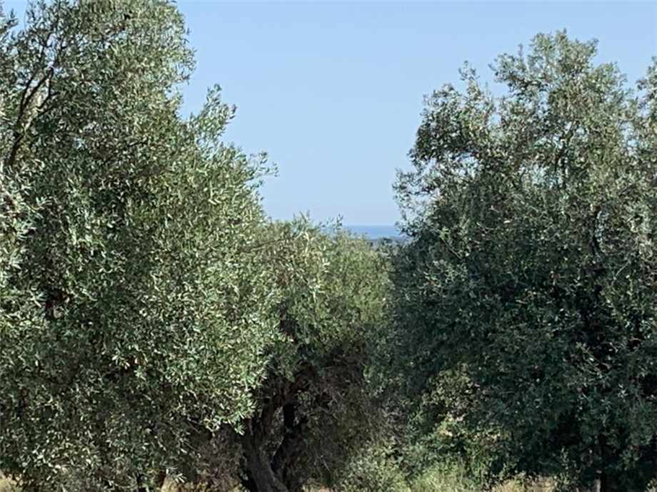 Venta Terreno Noto #27T n.14