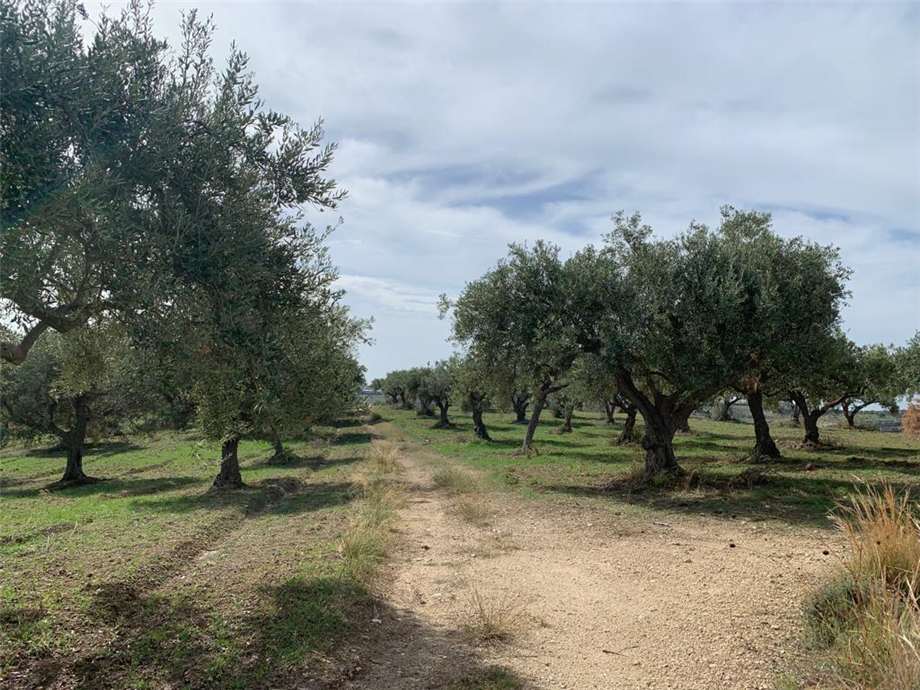 Venta Terreno Noto #27T n.15