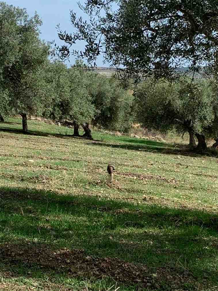 Venta Terreno Noto #27T n.3
