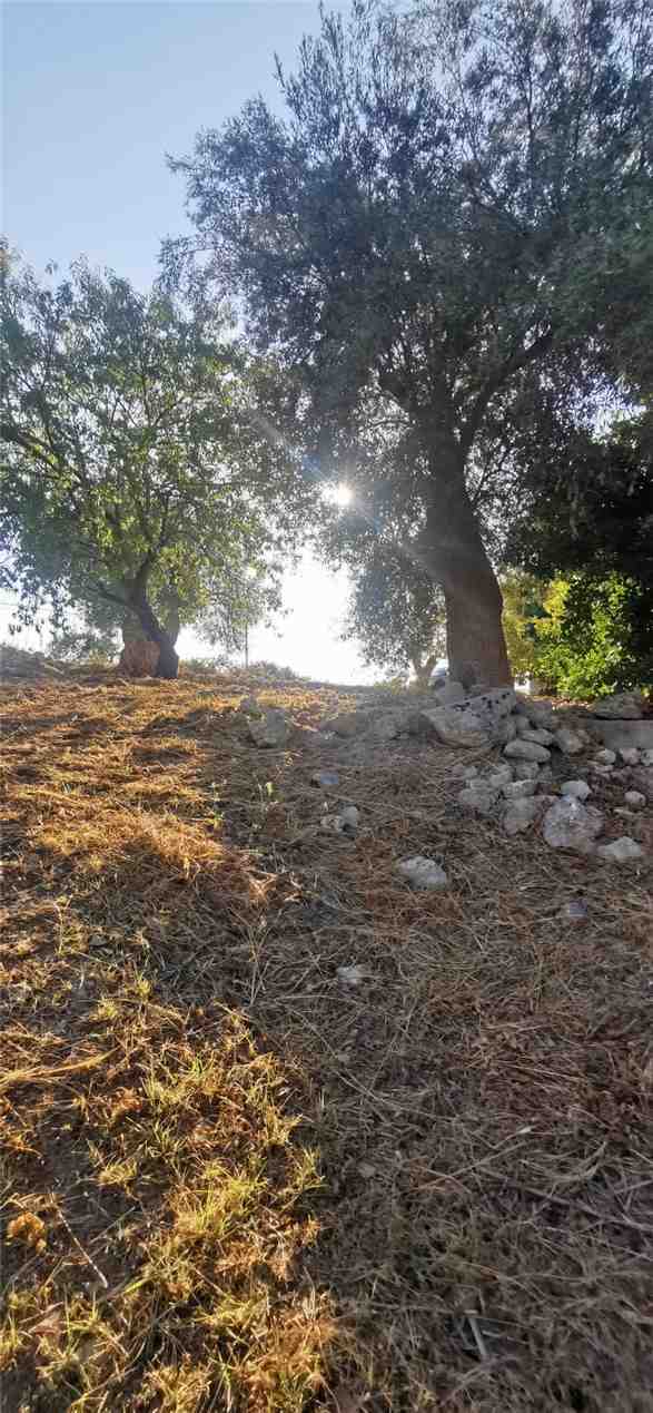 For sale Bare land Noto  #22T n.15