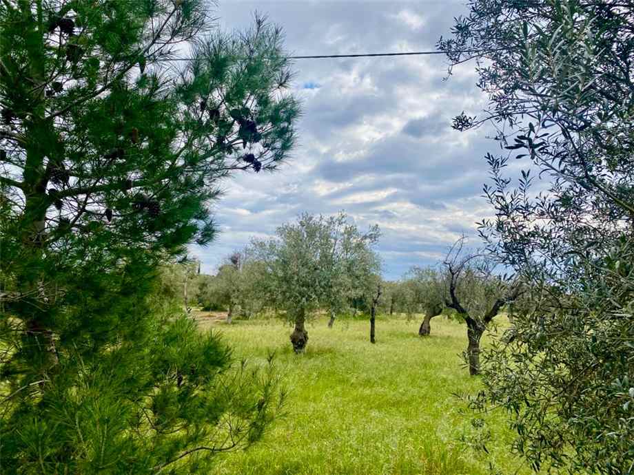 For sale Agricultural land Noto  #7T n.4