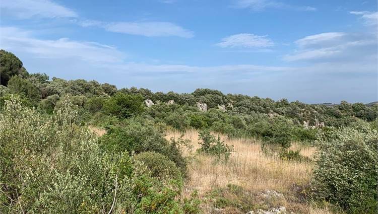 Venta Terreno Noto  #V000036 n.3