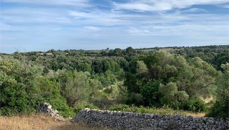 Venta Terreno Noto  #V000036 n.7