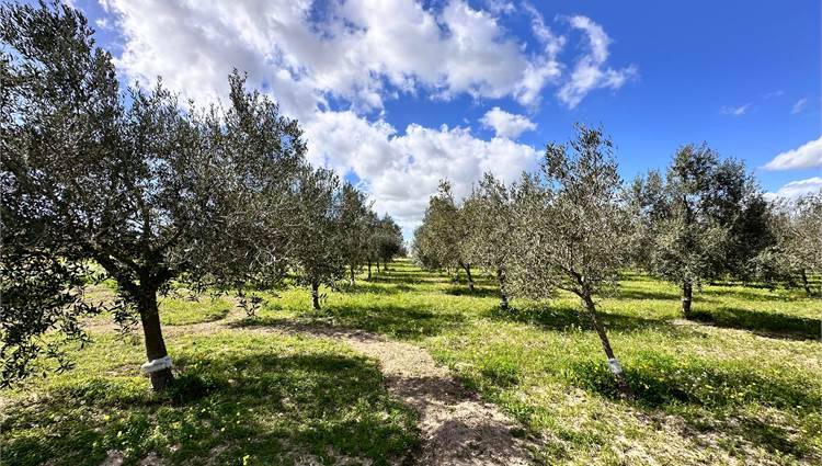 Venta Terreno Noto  #V000105 n.11