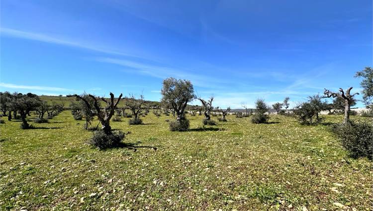Venta Ruina Ferla CASSARO #V000088 n.12