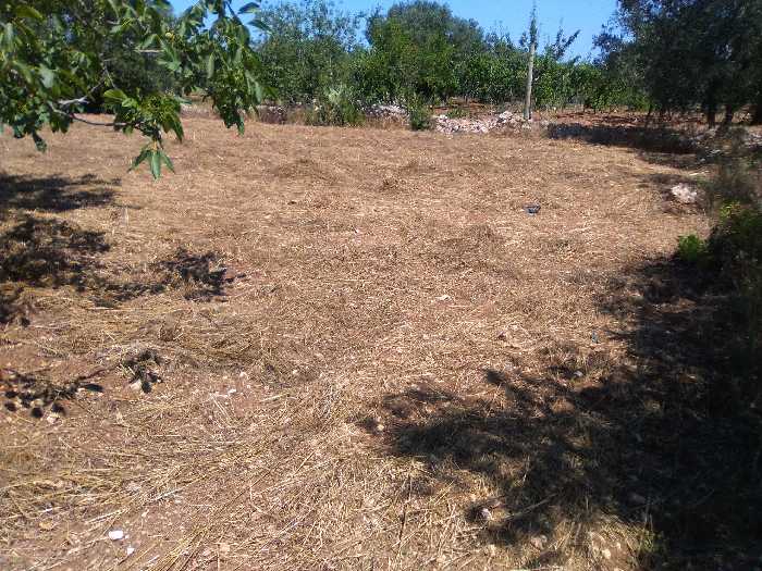 Terreno Valenzano 16