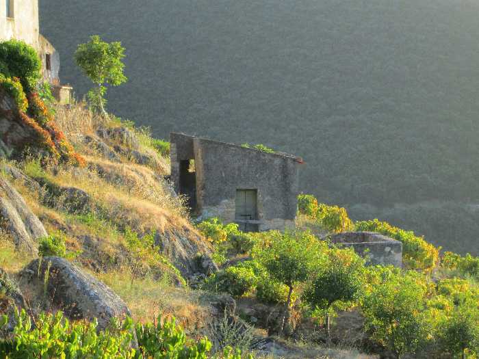Vendita Rustico/Casale Marciana Loc. Colle d'Orano #816 n.2