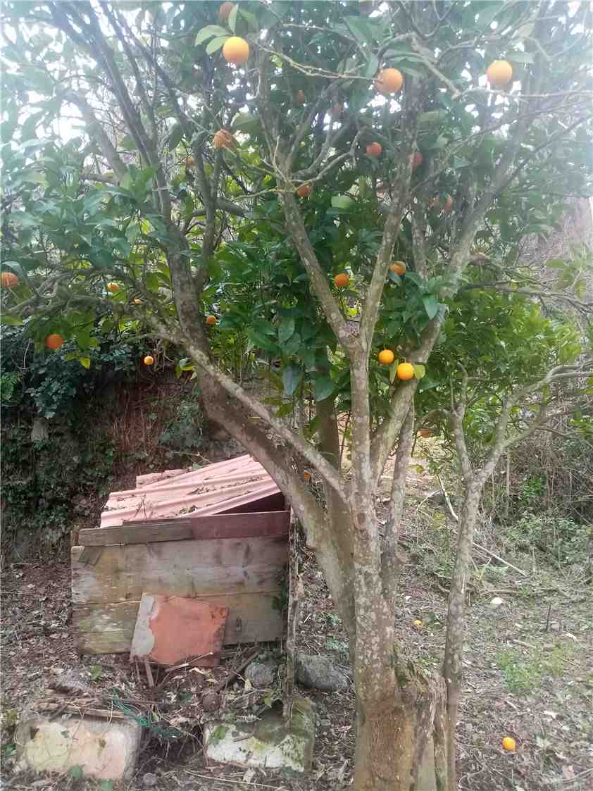 Rustico/Casale Rio #622