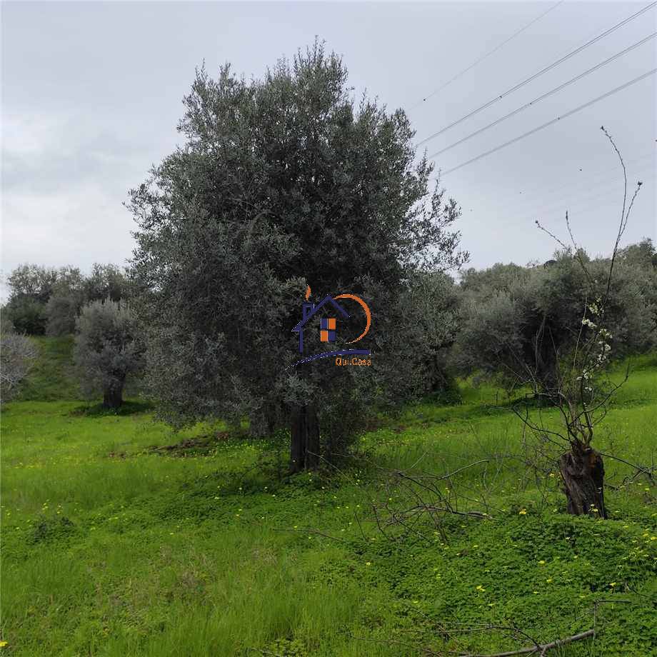 Venta Terreno agrícola Corigliano-Rossano Rossano Scalo #382 n.8