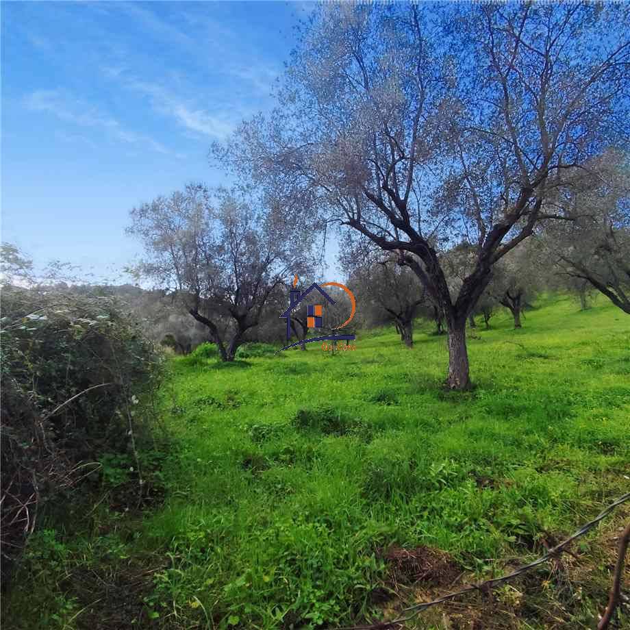 Vendita Terreno agricolo Corigliano-Rossano Rossano Scalo #394 n.2