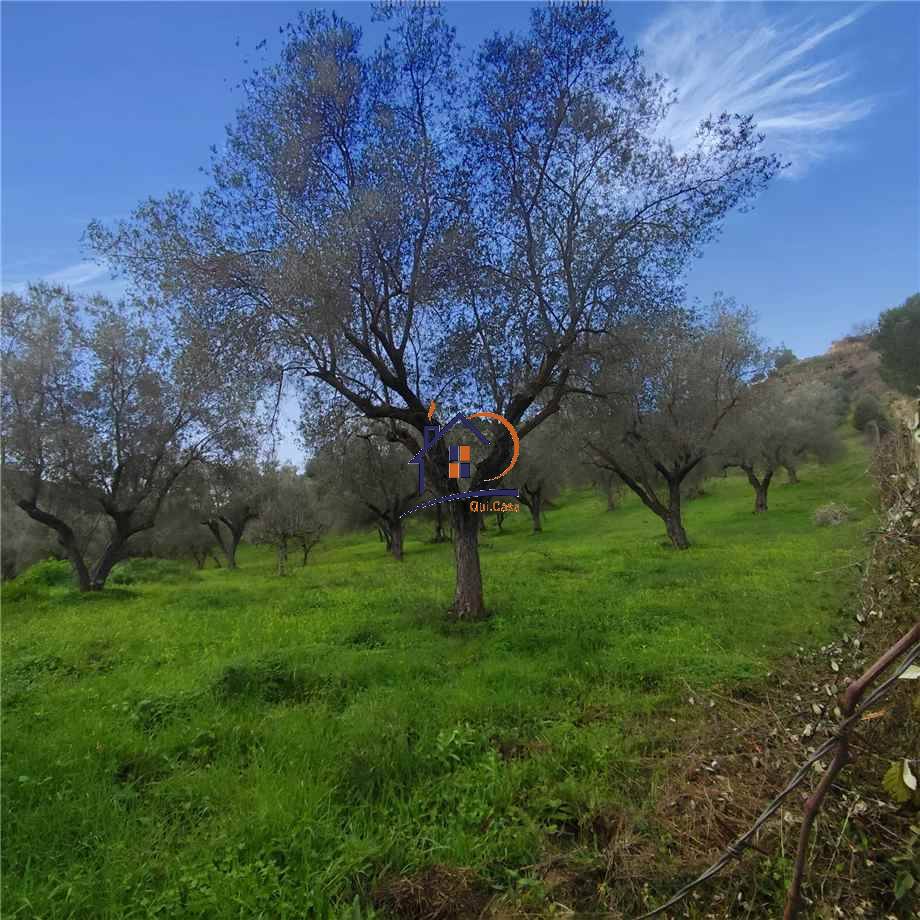 For sale Agricultural land Corigliano-Rossano Rossano Scalo #394 n.5