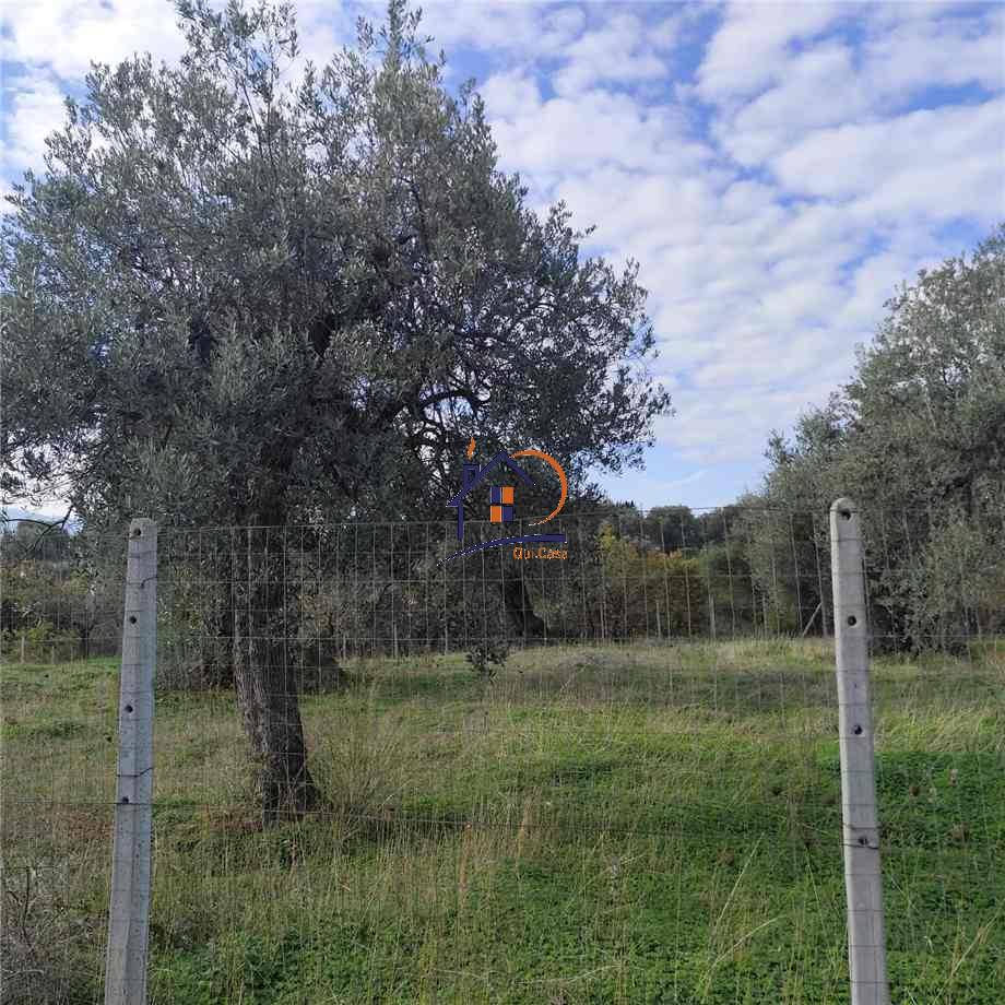 Vendita Terreno agricolo Corigliano-Rossano Rossano Scalo #396 n.3