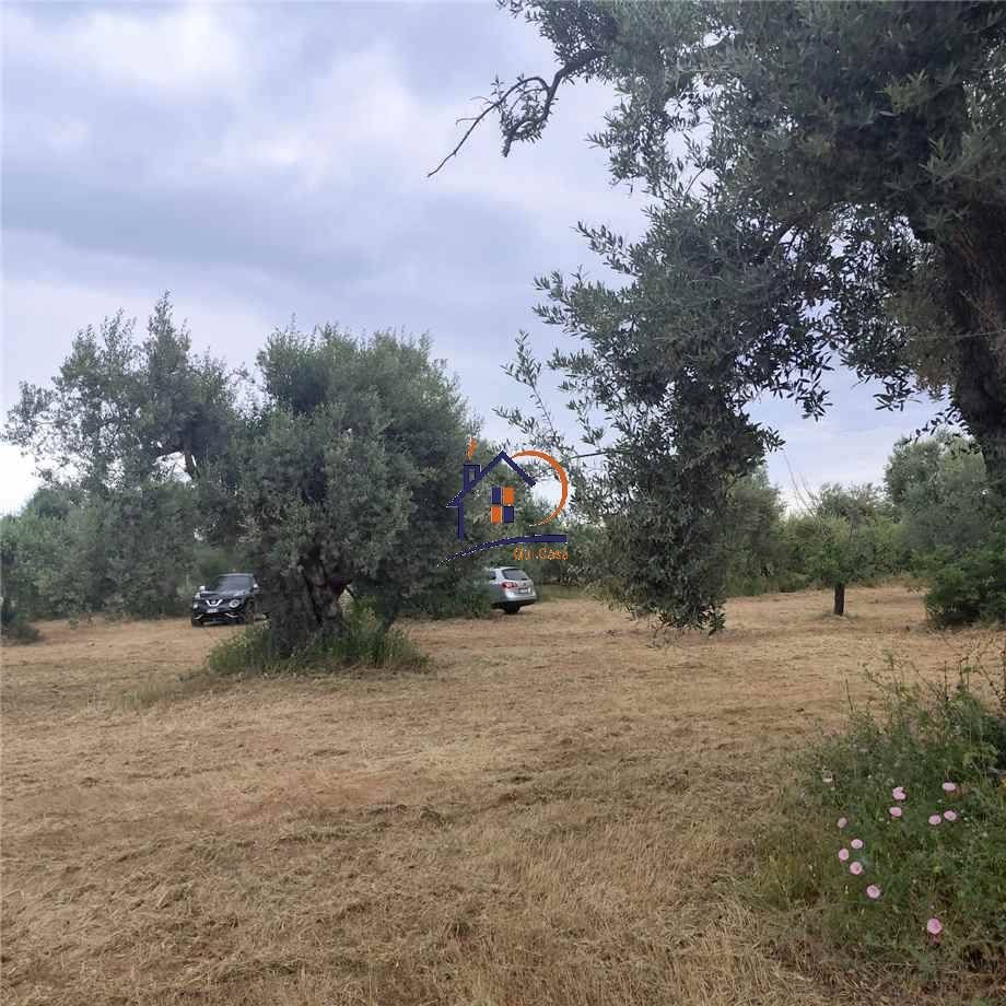 Venta Terreno agrícola Corigliano-Rossano Rossano Scalo #405 n.6