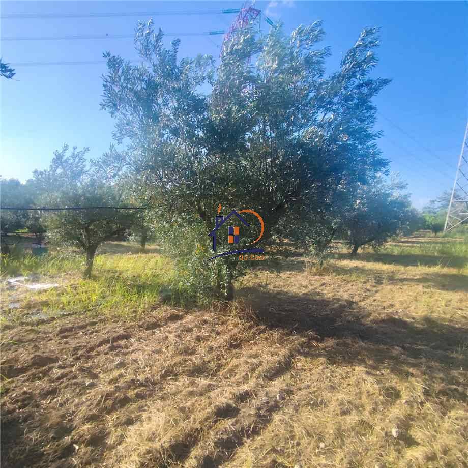 Vendita Terreno agricolo Corigliano-Rossano Rossano Scalo #410 n.3