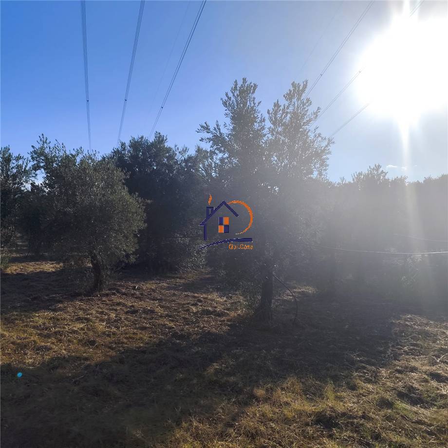 Vendita Terreno agricolo Corigliano-Rossano Rossano Scalo #410 n.5