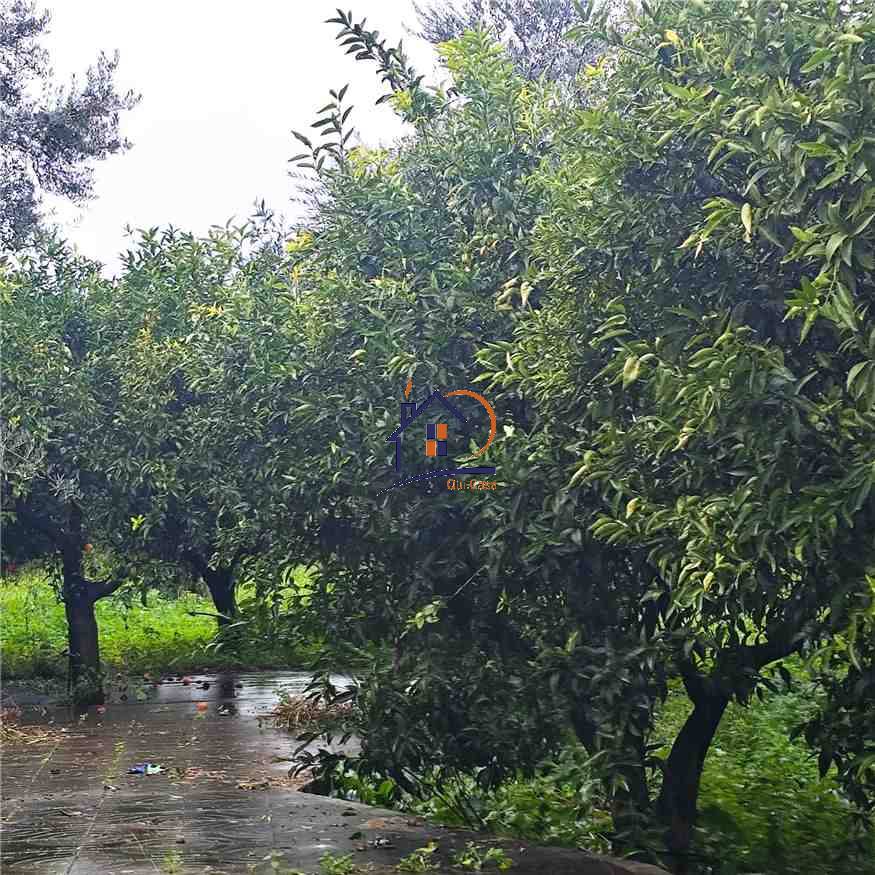 Venta Terreno agrícola Corigliano-Rossano Rossano Scalo #429 n.4