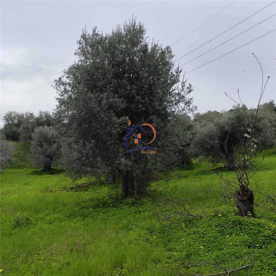 Vendita Terreno agricolo Corigliano-Rossano Rossano Scalo #447 n.8