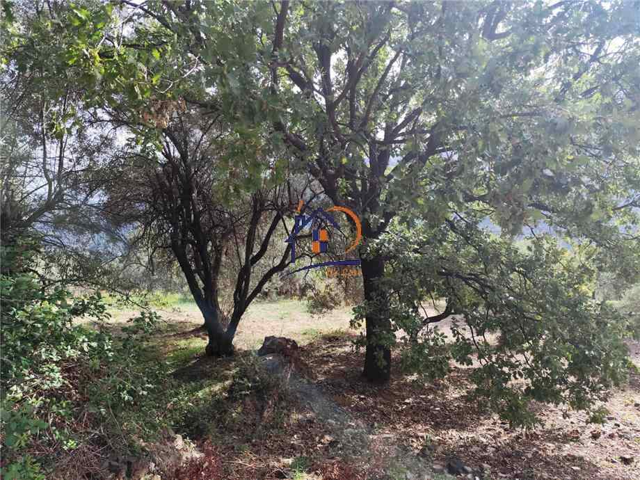 Vendita Terreno agricolo Corigliano-Rossano Rossano Scalo #448 n.4