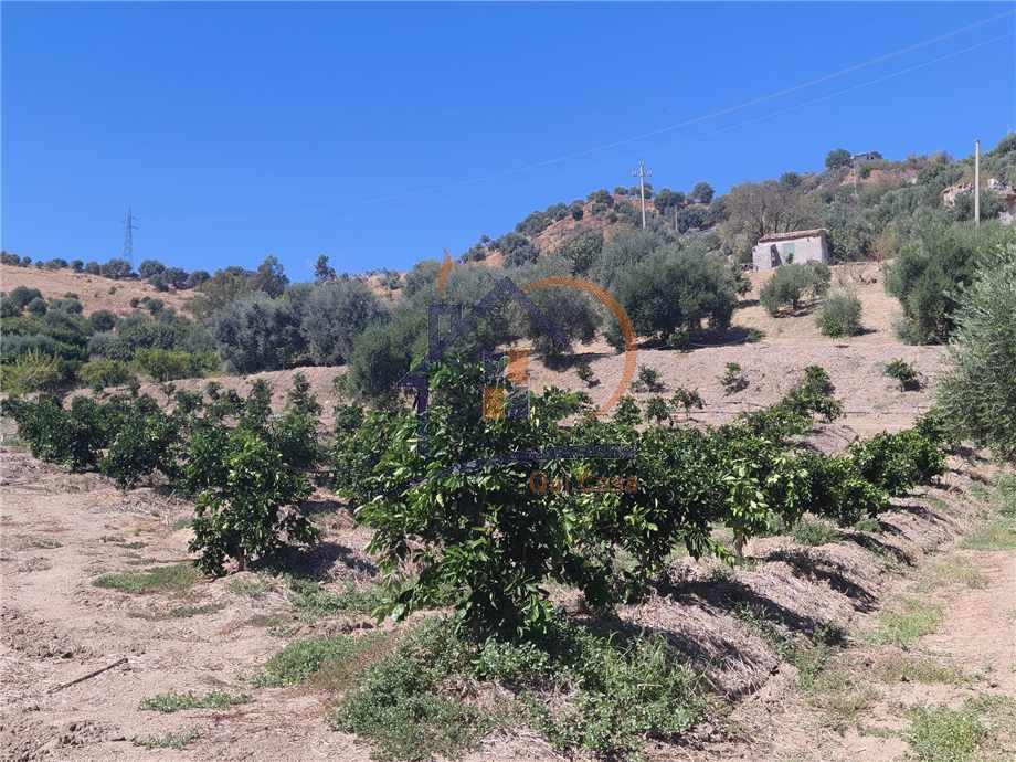 Terreno agricolo Corigliano-Rossano 451