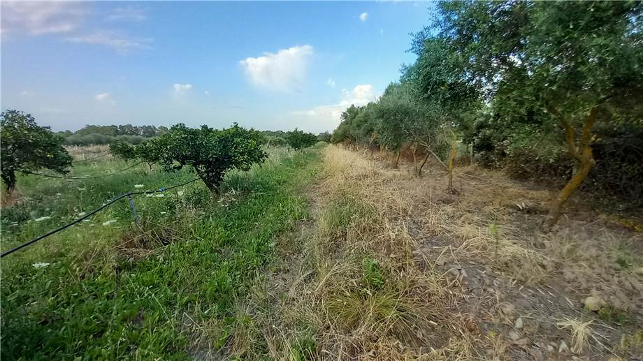 For sale Bare land Milis  #115 n.11