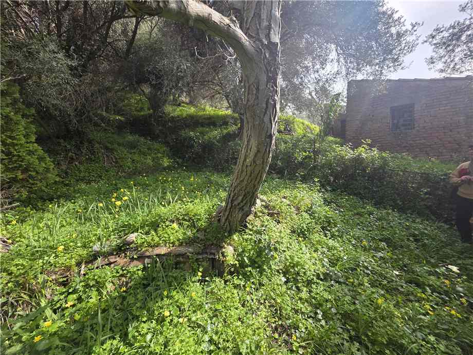 Venta Villa/Casa independiente Saponara Via Roma, 245 #189 n.21