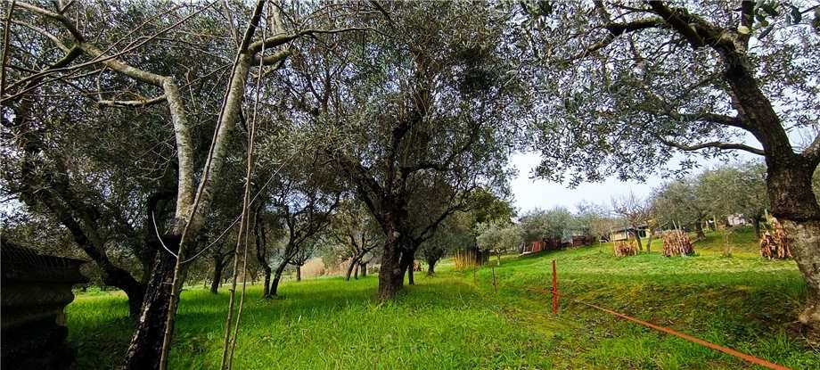 Vendita Rustico/Casale Pico #293 n.17