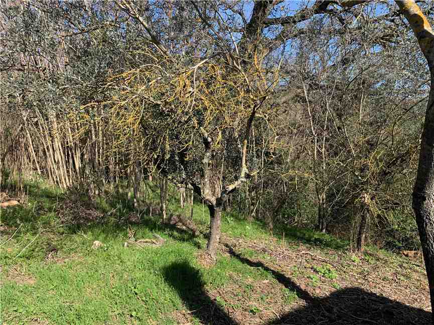 Venta Casa adosada Todi CACCIANO #VA67 n.14