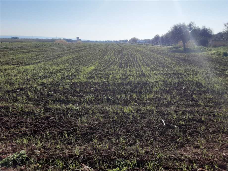 Vendita Terreno San Nicandro Garganico LAURO #48 n.7