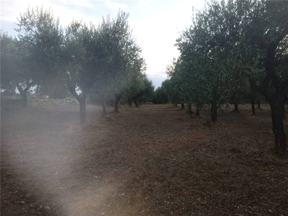 Venta Terreno Apricena  #103 n.6