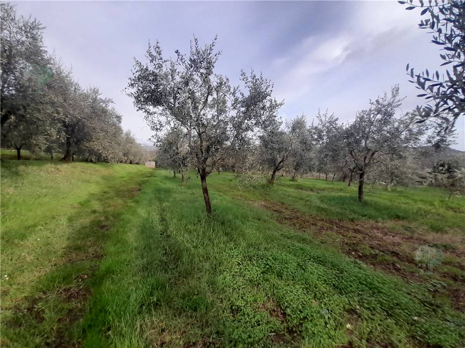 Vendita Rustico/Casa di campagna Capannori #294 n.6