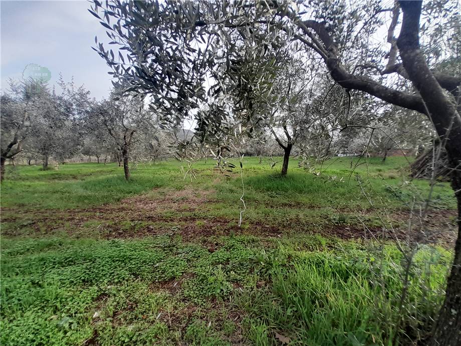 Vendita Rustico/Casa di campagna Capannori #294 n.7