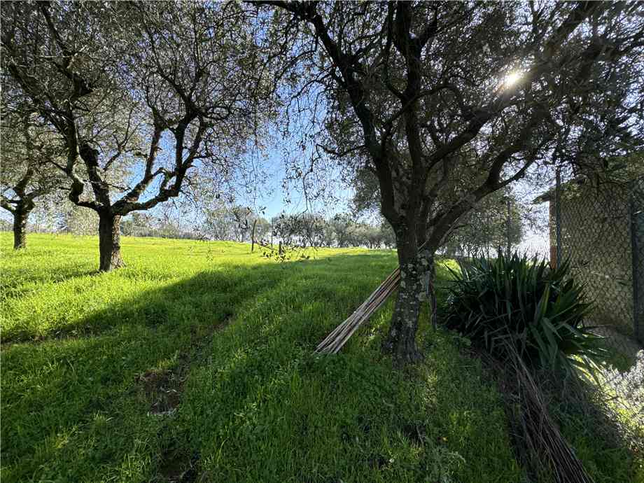 Vendita Rustico/Casa di campagna Pescia Uzzano-Pianacci #1203 n.7