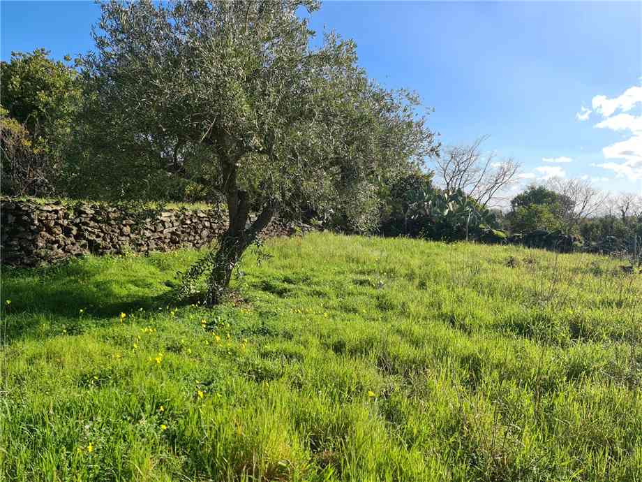 Venta Terreno Santa Venerina  #9 n.8