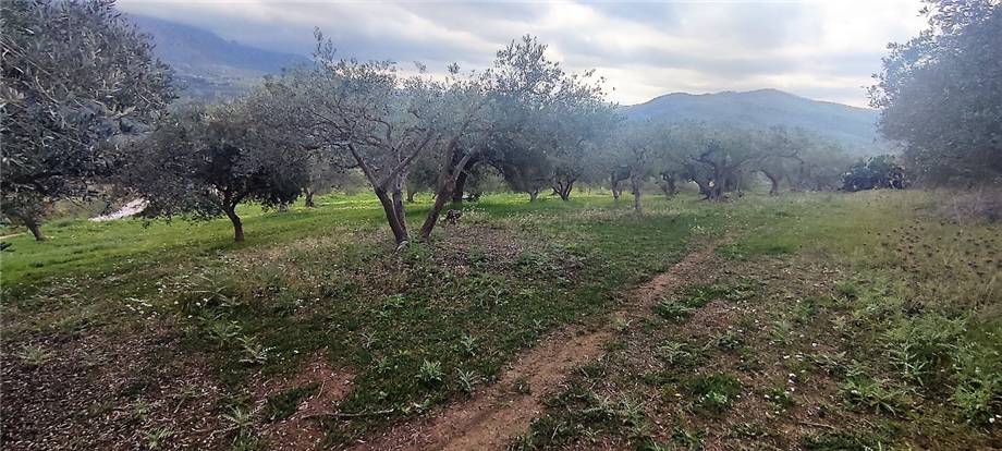 Venta Terreno agrícola Casteldaccia Vallecorvo / Sp61 #CA481 n.7
