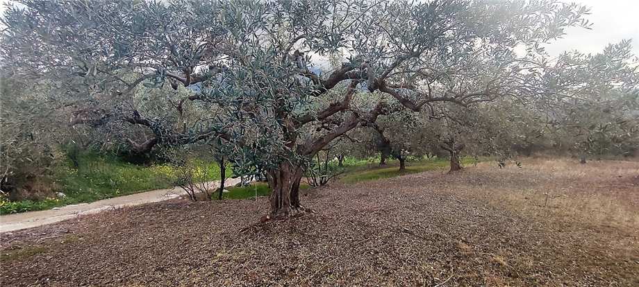 Venta Terreno agrícola Casteldaccia Vallecorvo / Sp61 #CA481 n.10